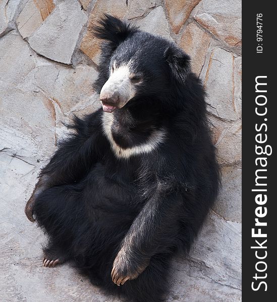 Big black bear in zoo