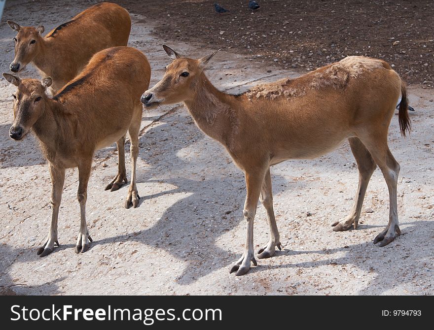 Three brown graceful deers in zoo