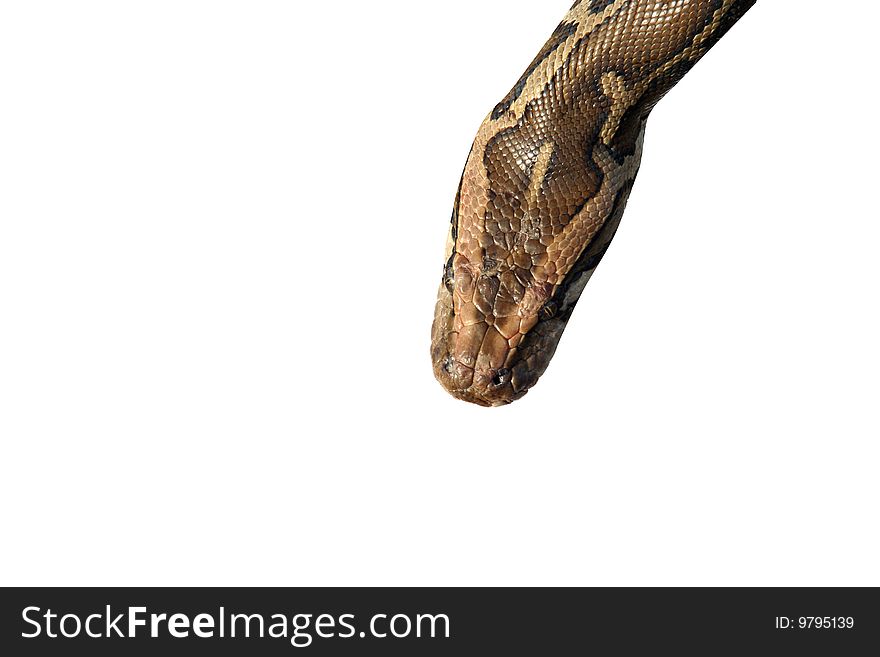Snake head isolated on white