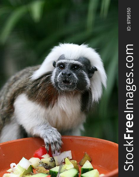 This Cottontop Tamarin looks a little afraid, somebody might take his dinner?. This Cottontop Tamarin looks a little afraid, somebody might take his dinner?