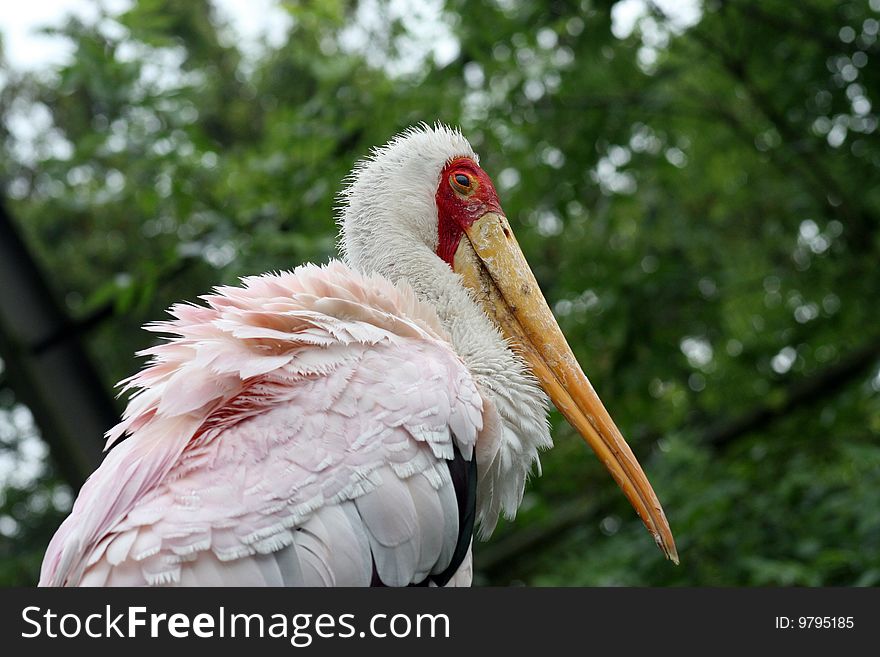 Large bird with a yellow beak and pink feathers up close. Large bird with a yellow beak and pink feathers up close