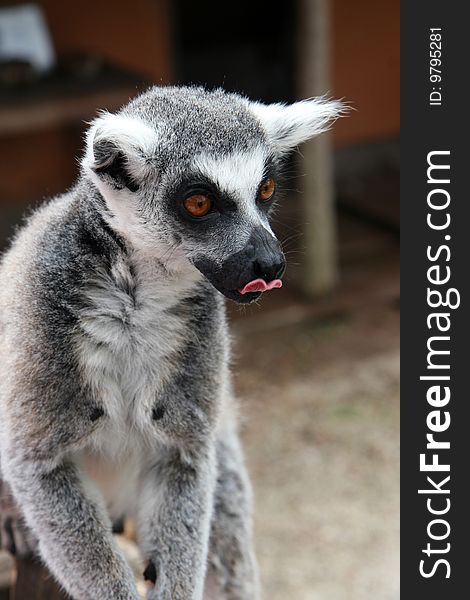 Monkey Ring tailed Lemur