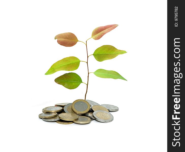 Tree growing from pile of coins