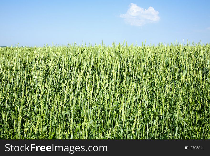 Unripe wheat on a sky background