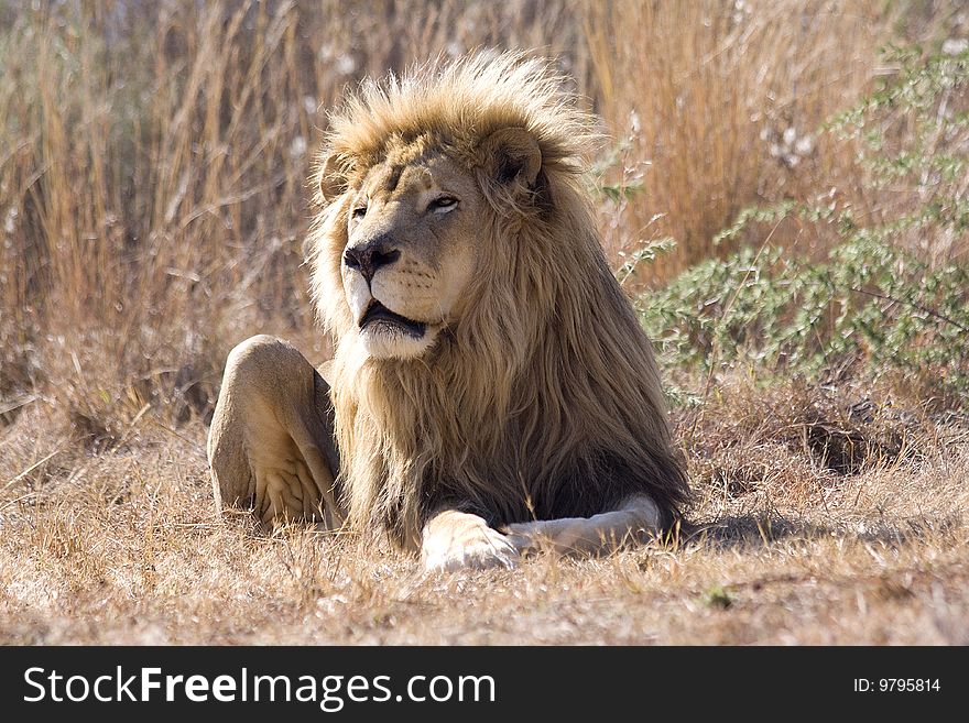 An adult male lion in the bushveld of South Africa. An adult male lion in the bushveld of South Africa