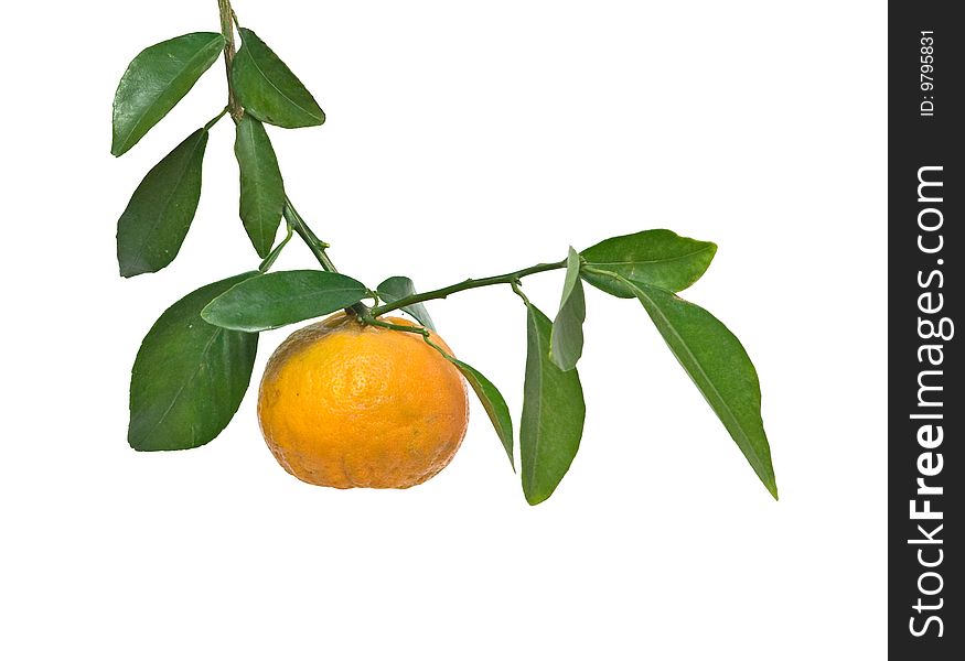 Tangerine  on branch isolated on white background