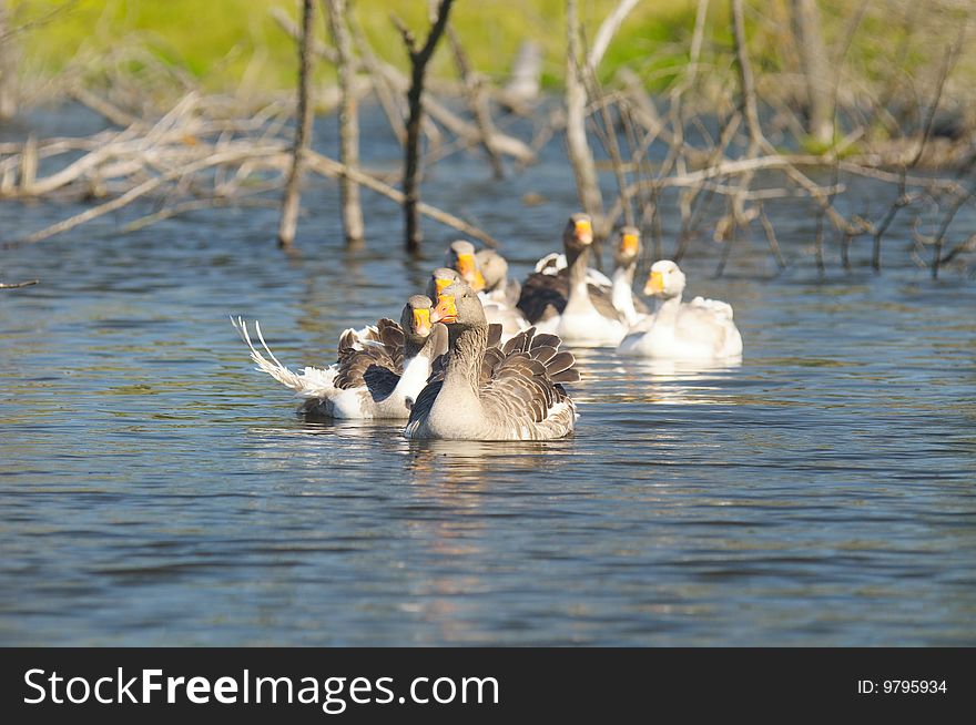 The gaggle of geese floats on the river