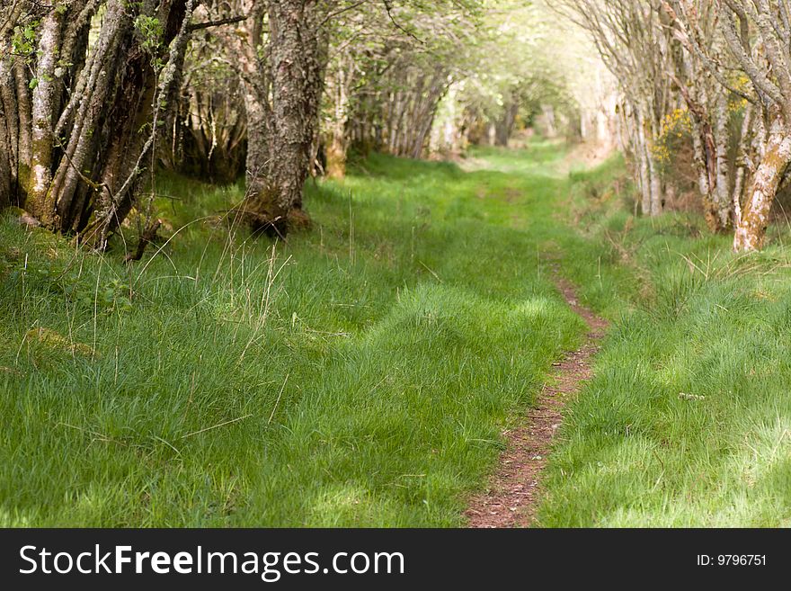 Rural road in the wood