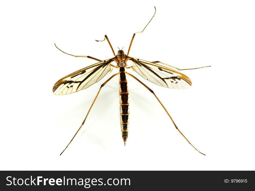 A dragonfly shot from above on a white background