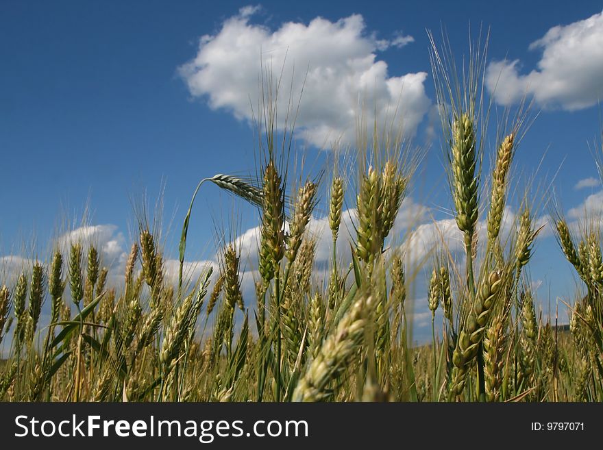 Wheat field with blue sky and clods in summer