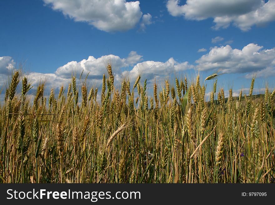Wheat field with blue sky and clods in summer