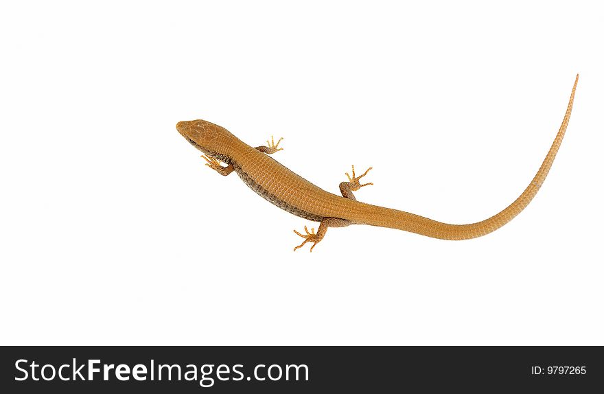 Lizard over white background