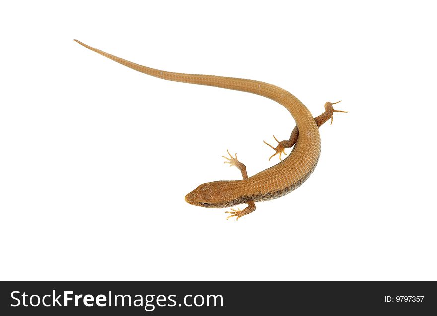 Running lizard over white background