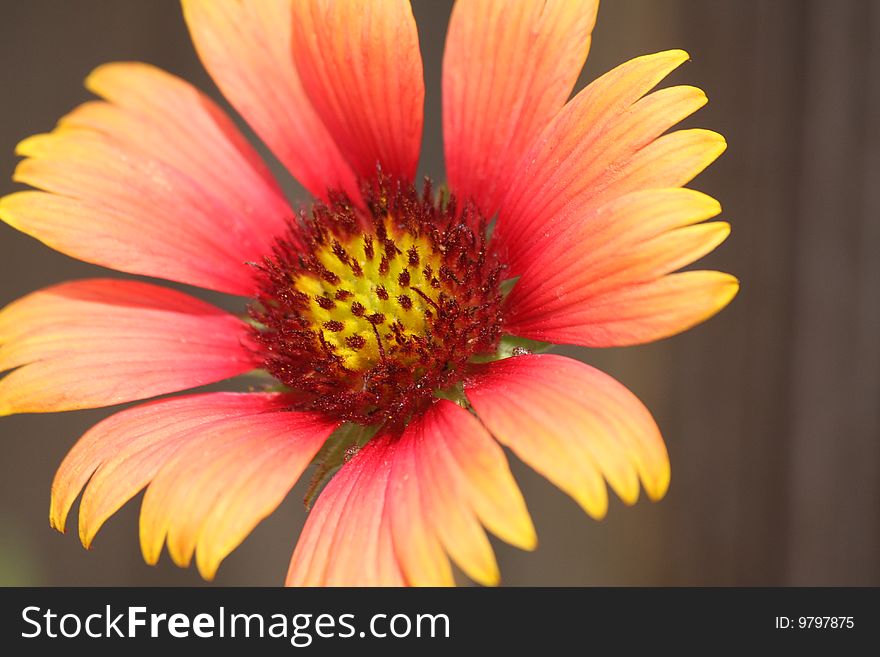 Firewheel Blanketflower also known as Gaillardia pulchella