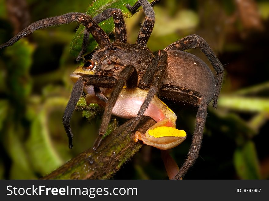 Frog eating tarantula big hairy spider kills