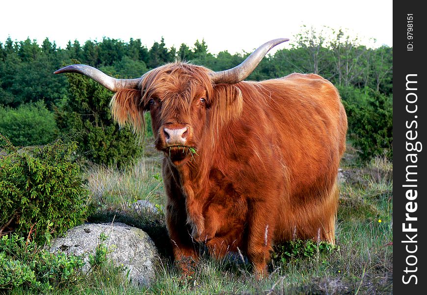 West Highland Cattle Eating Grass