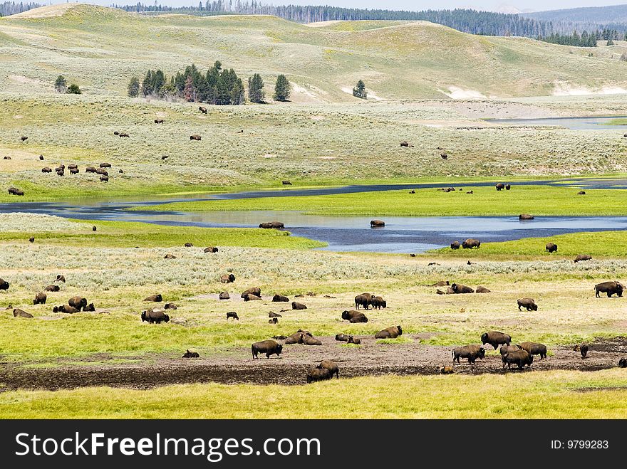 Buffalo Herd in Hayden Valley