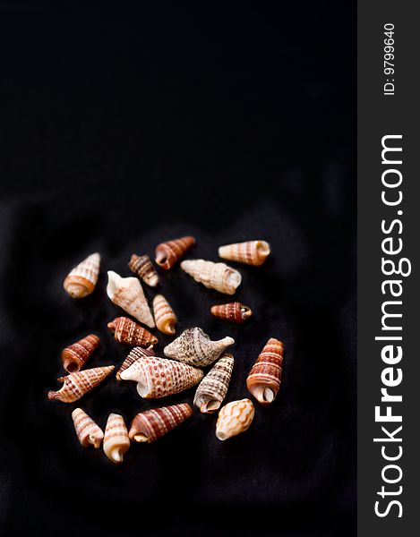 A scattered handful of warm-toned, spiral-shaped seashells isolated on black. A scattered handful of warm-toned, spiral-shaped seashells isolated on black.