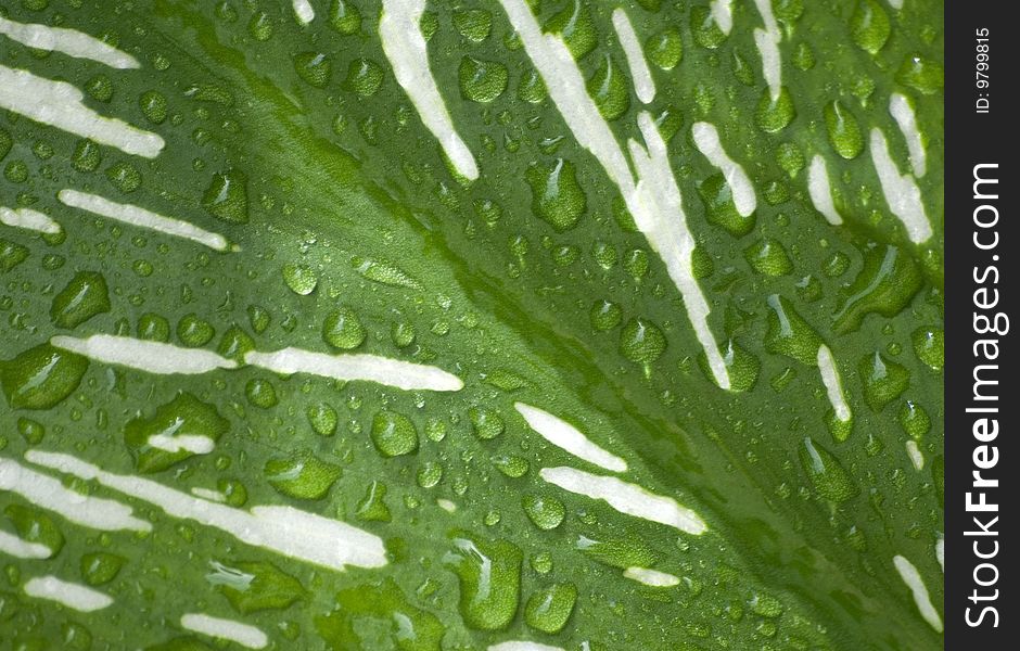 Green Leaf with Water drops