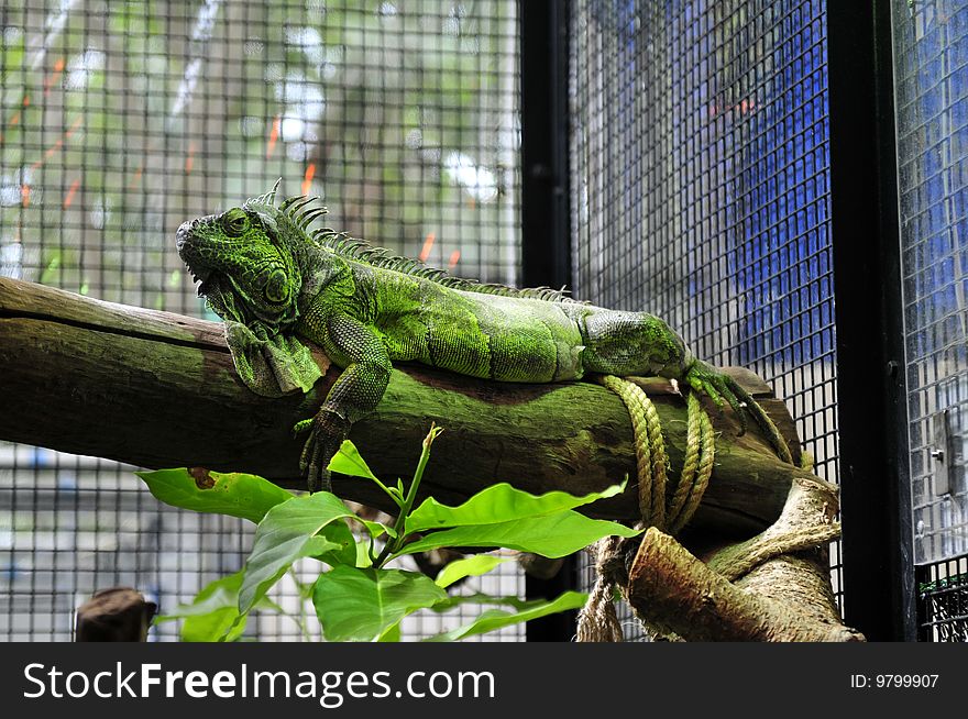 The chameleon perches on the tree , breeds artificially