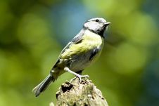 Free Blue Tit Royalty Free Stock Images - 982339