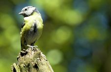 Free Blue Tit Royalty Free Stock Images - 982349