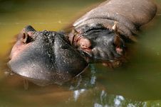Two Hippopotamus In The Mud Royalty Free Stock Photo