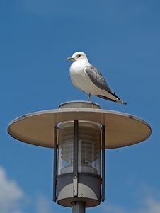 A Seagull On Electric Lamp Pole Royalty Free Stock Images