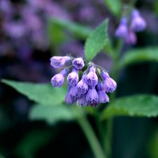 Purple Flower Stock Images