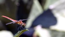Red Dragonfly Close-Up Royalty Free Stock Photos