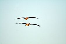 Two Pelicans Stock Photo Two Pelicans Stock Photo