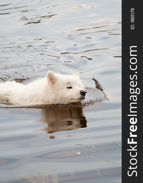 Samoed's dog swimming in the river