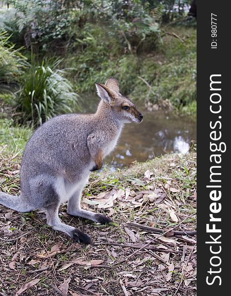 A kangaroo side-on at Australia Zoo on the Sunshine Coast in Queensland Australia. A kangaroo side-on at Australia Zoo on the Sunshine Coast in Queensland Australia.