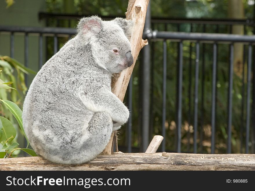 Koala bear side view