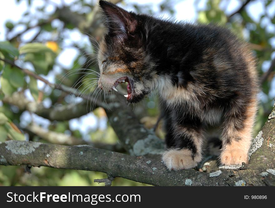 Skewbald kitten on apple-tree. Skewbald kitten on apple-tree