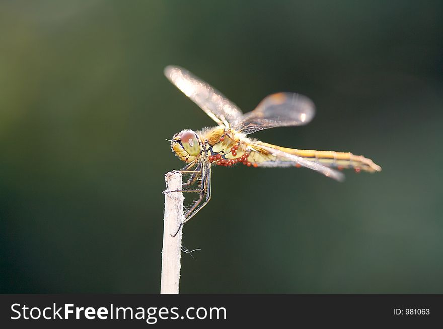 Dragonfly on blade