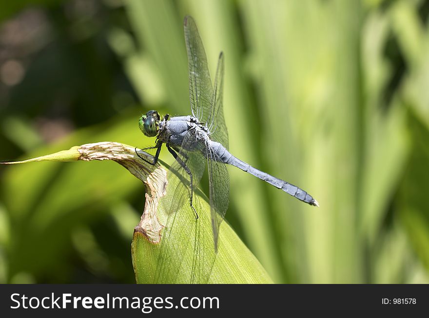 Dragonfly on leaf. Dragonfly on leaf