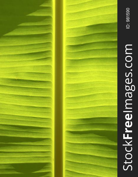 Palm leaf macro. Palm leaf macro