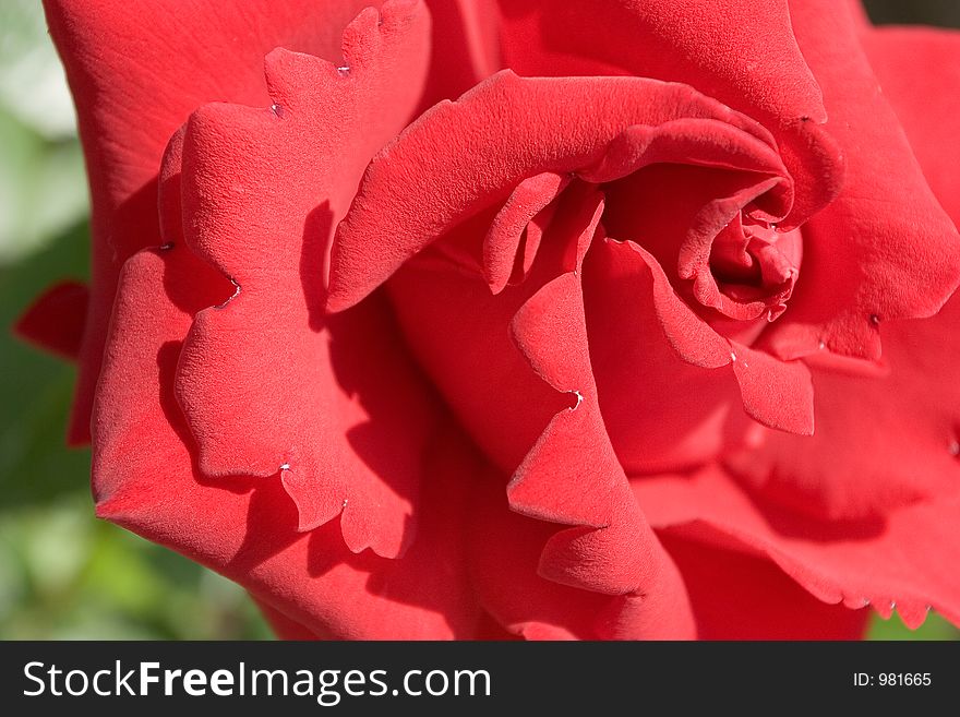 Red rose - close up. Red rose - close up