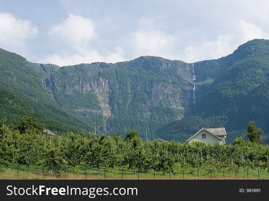 Apple farm in Hardanger, Norway