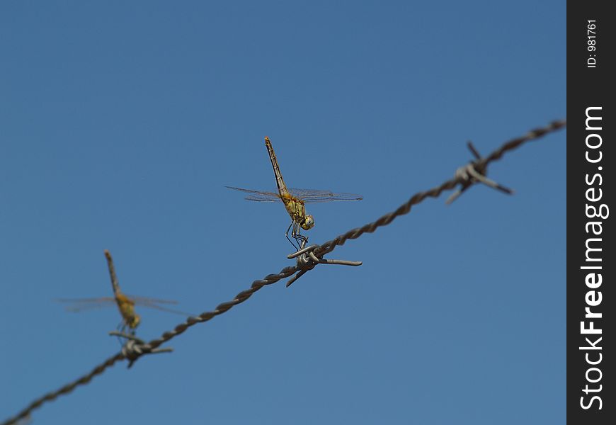 Two dragonflies on wire under sun