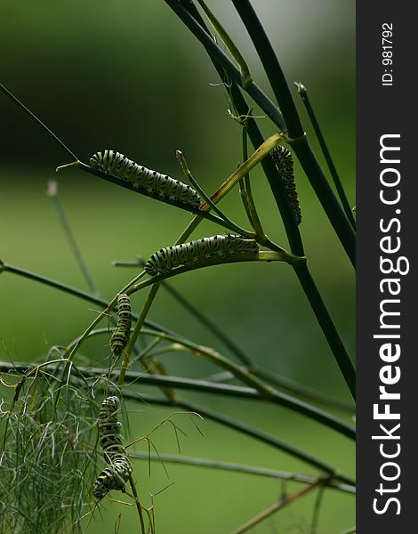 Caterpillars eating plants