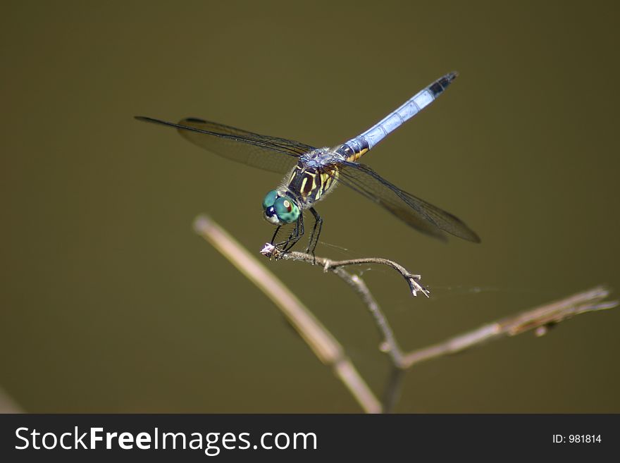 Dragonfly on perch