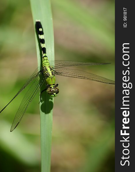 Dragonfly on perch