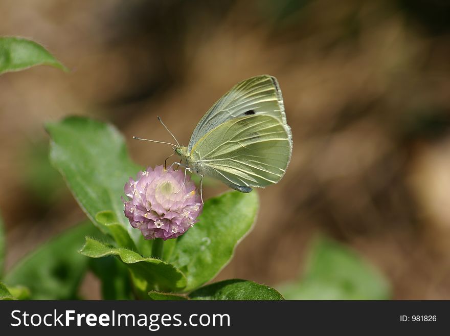 Butterfly feeding on a flower