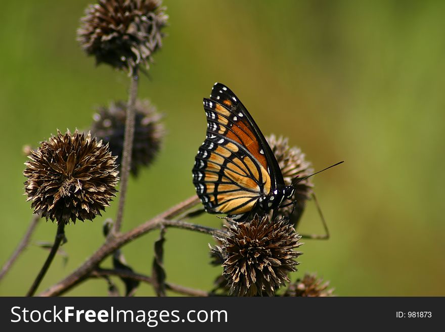 Butterfly perch