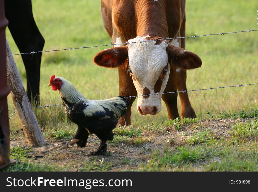 Cow Intimidating Rooster