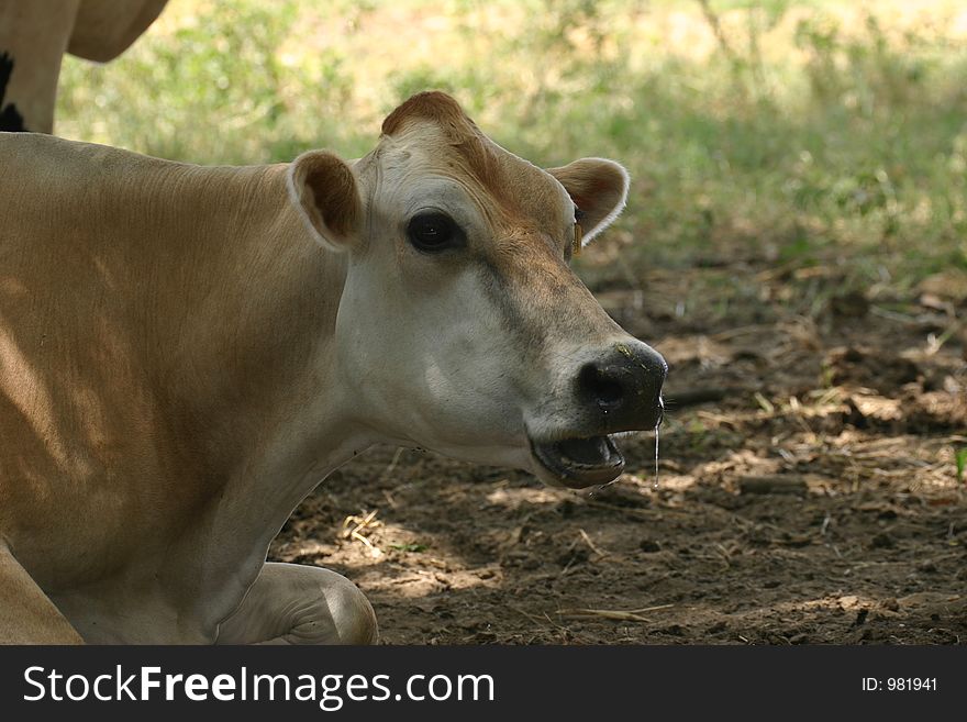 Cow posing