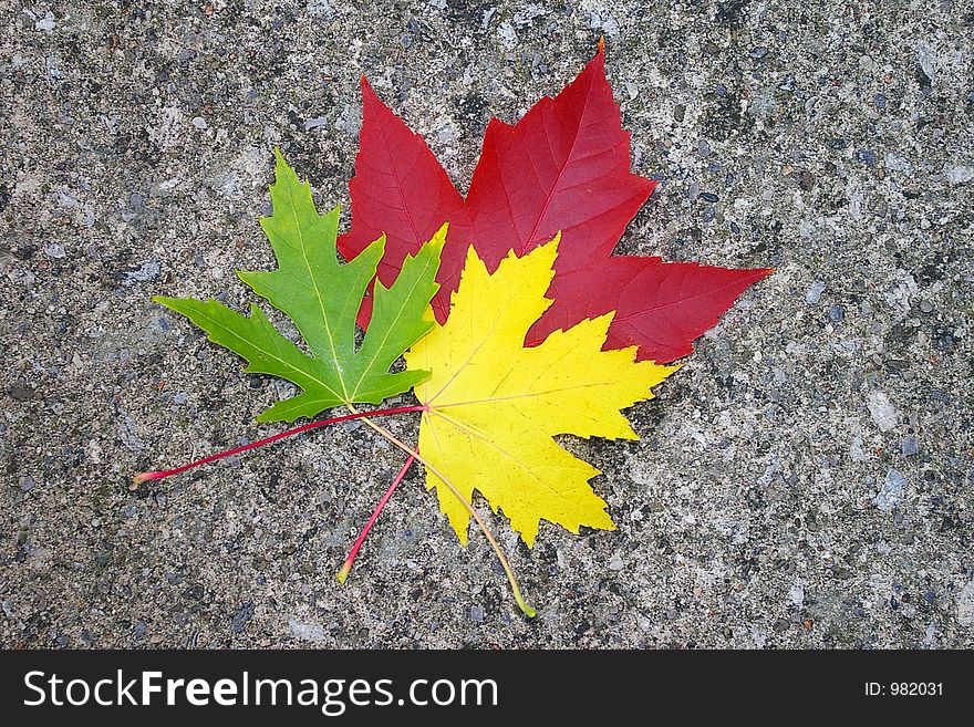 Arranged Red, Yellow, and Green Maple Leaves against a neutral grey concrete background