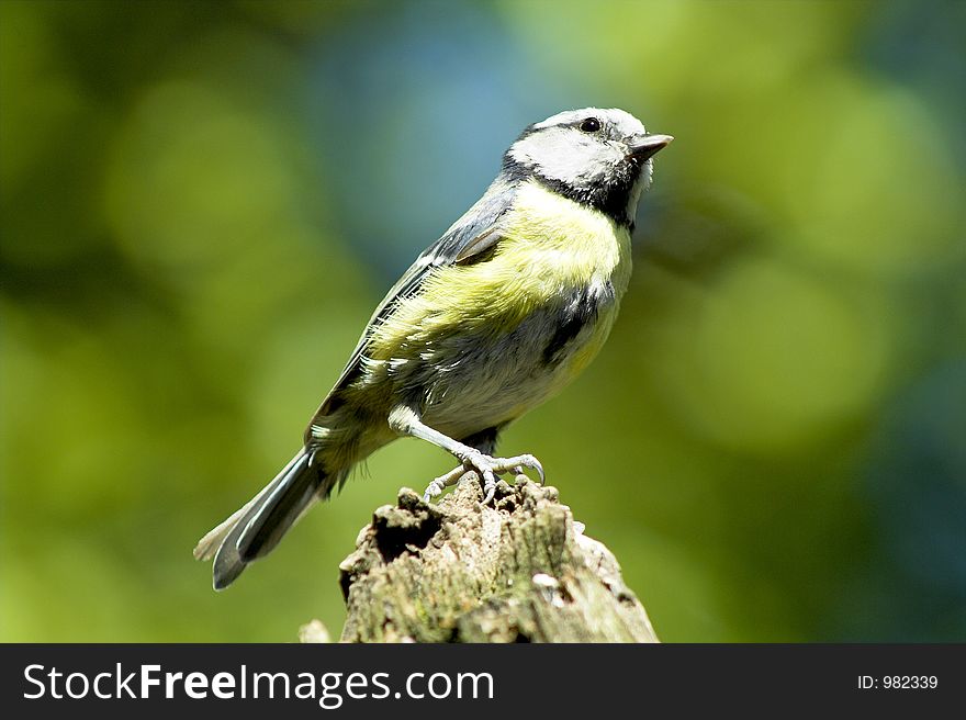 A blue tit sat on a branch